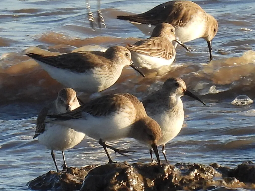 Dunlin (Calidris alpina), photographed at Peterstone Wentlooge