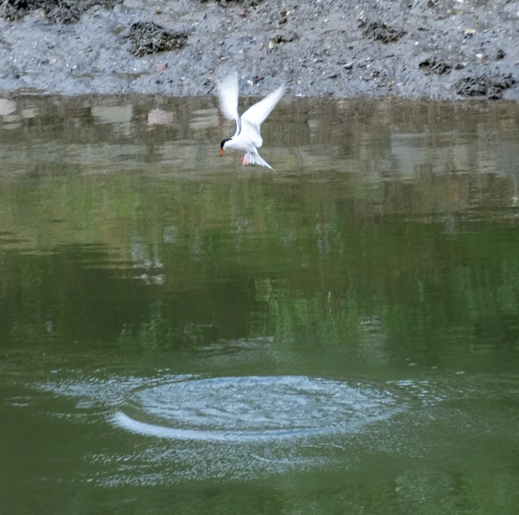 Common Tern (Sterna hirundo) in flight, photographed at Belfast.
