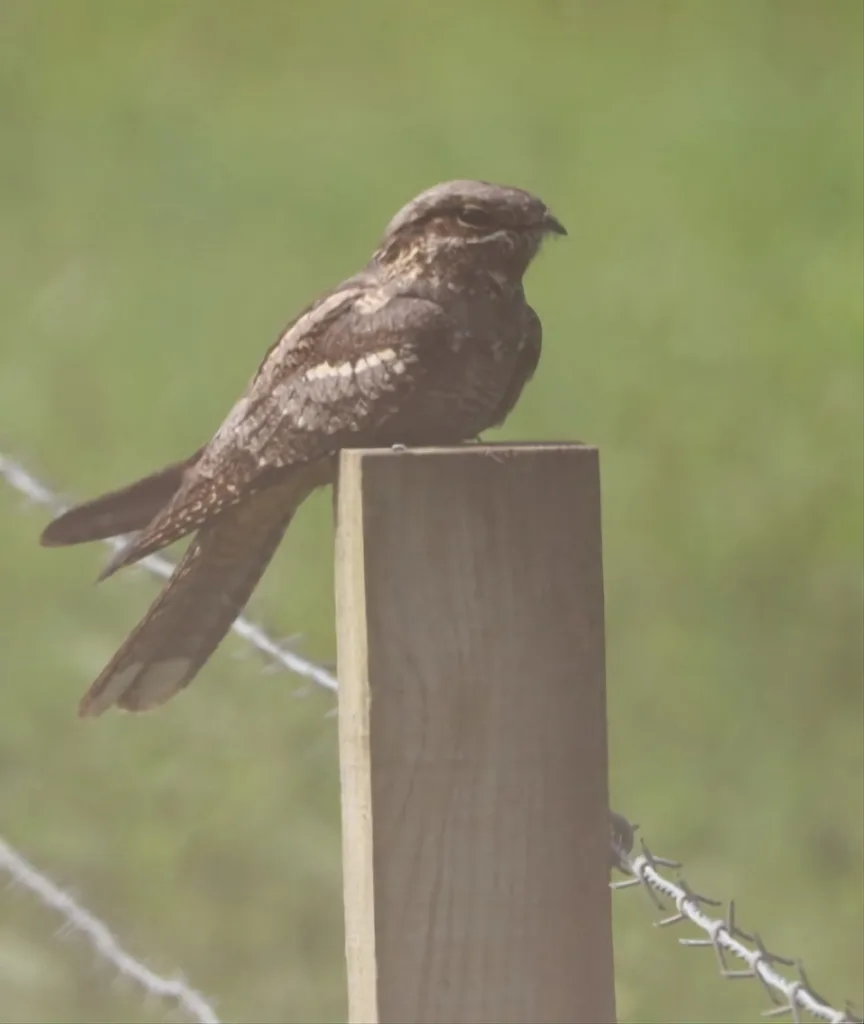 Eurasian Nightjar (Caprimulgus europaeus), photographed at Collieston