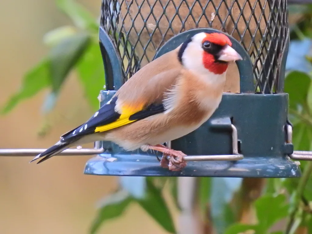European Goldfinch (Carduelis carduelis)
